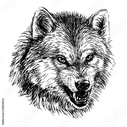 Angry wolf. Sketchy, graphical,  portrait of a wolf head on a white background.