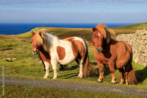 Windswept Shetland Ponies, a world famous unique and hardy breed, cliff tops of Northmavine, Mainland, Shetland Isles, Scotland