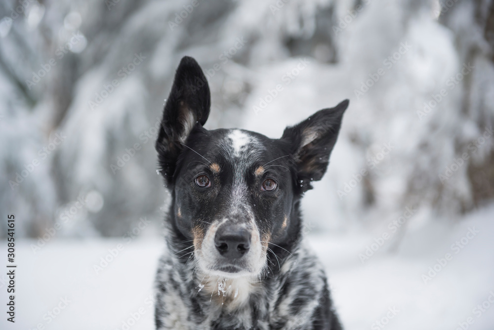 A portrait of a cattle dog outside in the winter. A portrait of a cattle dog outside in the winter.