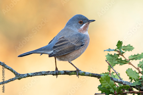 Male of subalpine warbler, (Sylvia cantillans), perched on a tree branch against a uniform background.