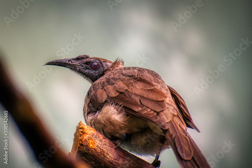 Helmeted friarbird photo