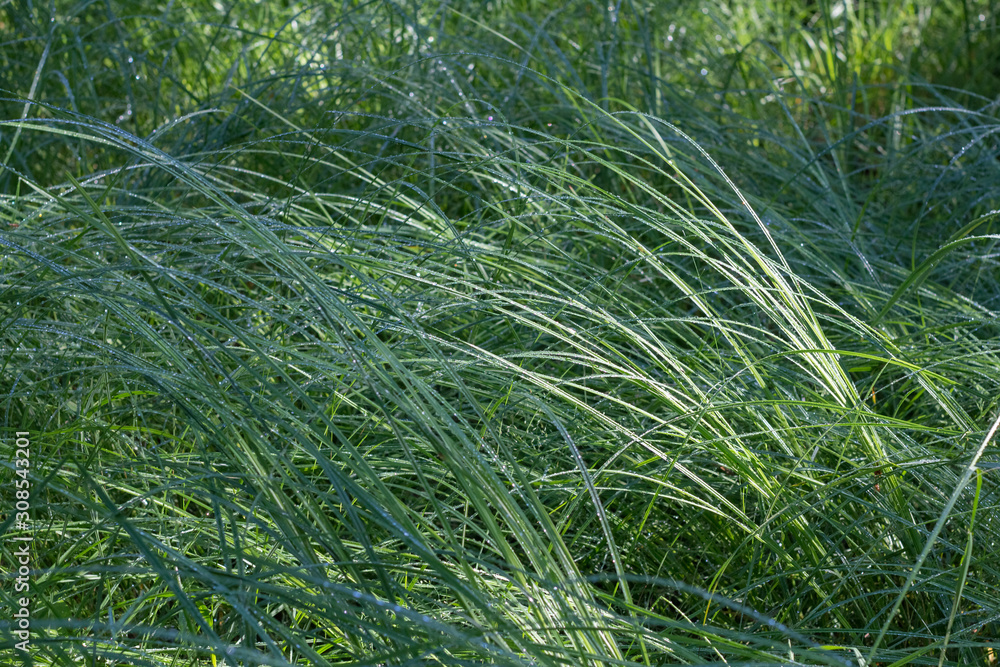 dew on the high green grass dew on the high green grass