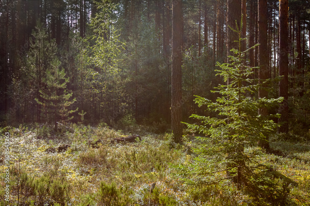 Fototapeta premium bright sunlight penetrates through the branches and illuminates the young spruce