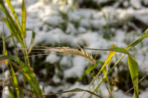 Uncompressed spike in the snow against the background of a winter green field. photo