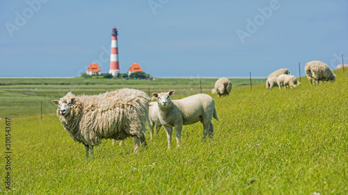 Tableau sur toile Schafherde vor dem Leuchtturm Westerheversand; Schleswig-Holstein; Deutschland