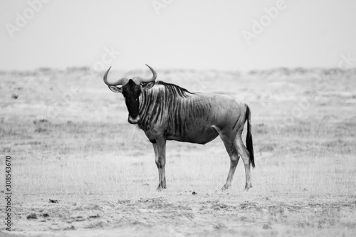 Wildebeest in Masai Mara in Kenya © Fons