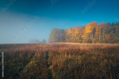 Colorful autumn morning. mist  meadow  forest and blue sky.