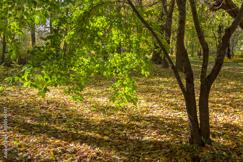 tree in a park with green leaves against a background of earth strewn with fallen leaves