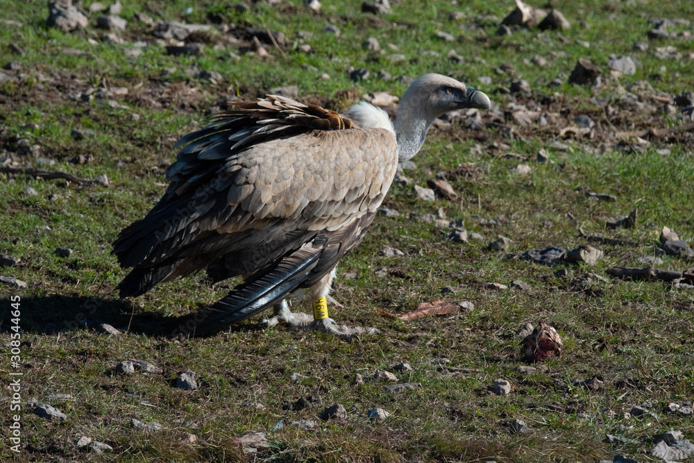 Fototapeta premium Buitre leonado