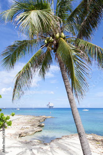 Fototapeta Naklejka Na Ścianę i Meble -  Grand Cayman Island Palm Tree