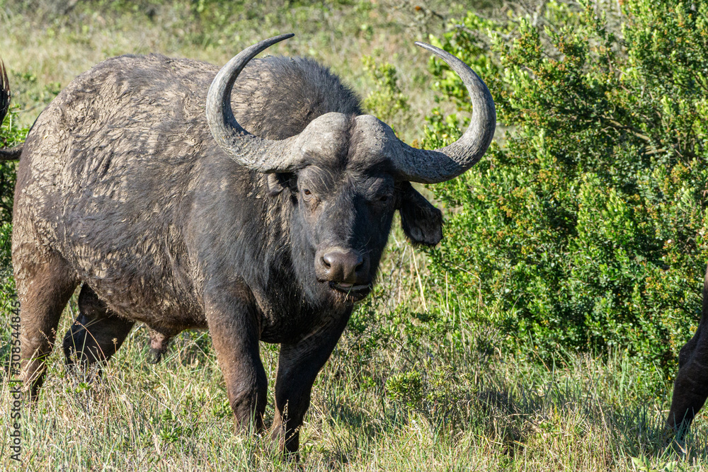 Büffel auf der Wiese im Hintergrund Büsche