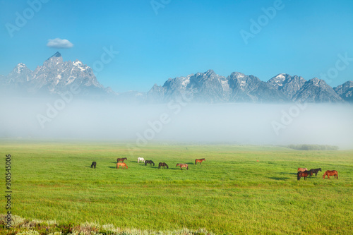 Grand Teton, Pferde und Nebel