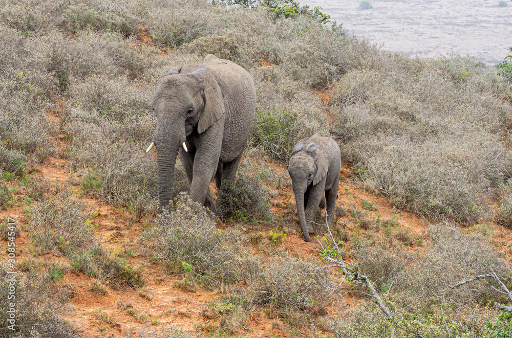 Elefant mit Stoßzähnen mit Jungem Elefanten am Hang im Hintergrund Hügel  bewölkt ohne Sonne