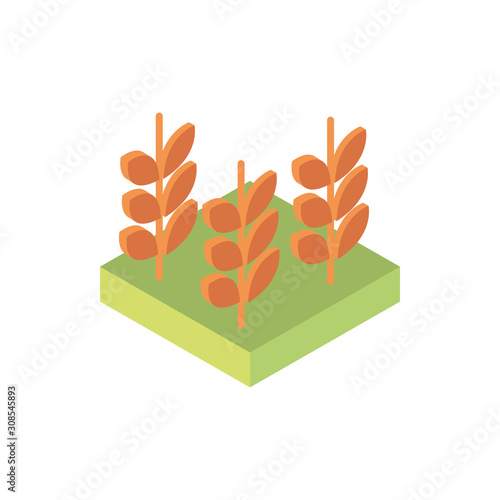 farm wheat planting agriculture isometric icon