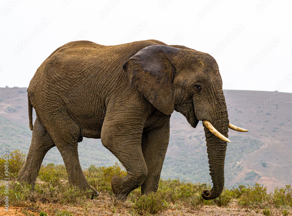 Obraz premium Elefant elephantus Einzeltier mit Stoßzähnen auf der Wiese im Hintergrund Hügel bewölkt ohne Sonne