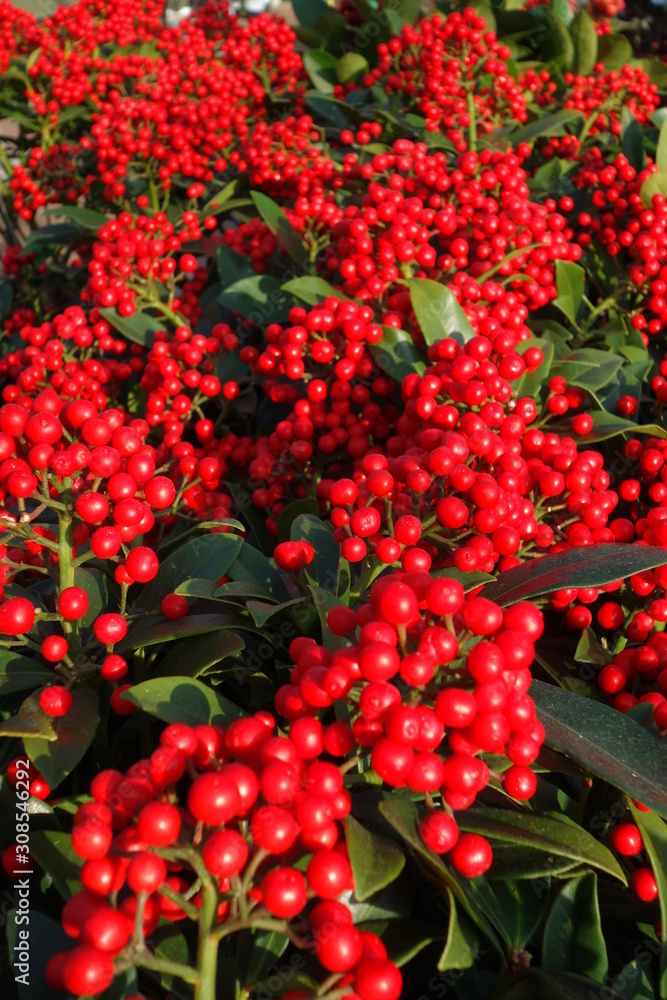 Obraz premium Groups of branches with red berries