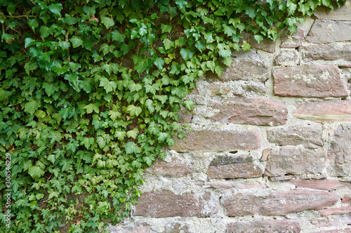 Aged stone block wall and climbing plant. Texture of a wall of stone blocks on a sunny day © pridannikov