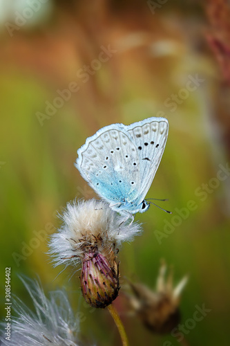Wallpaper Mural Beautiful butterfly sitting on flower and feeding. Macro detail of tiny creature. Spring season, Czech republic Torontodigital.ca