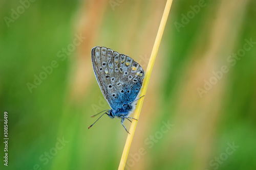Plebejus idas, Idas Blue, is a butterfly in the family Lycaenidae. Beautiful butterfly sitting on blade of grass.