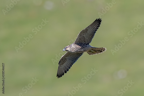 Peregrine Falcon Flying © Simon Stobart