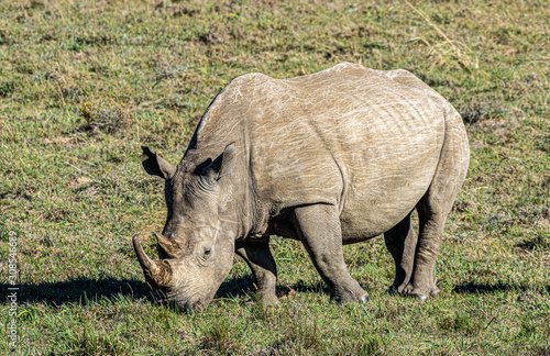 Nashorn rhinoceros als Einzel Tier im Gras in Afrika