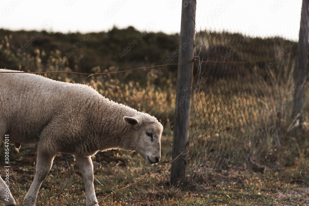 Obraz premium Lamb crossing farm fence. Northern white sheep on Sylt island