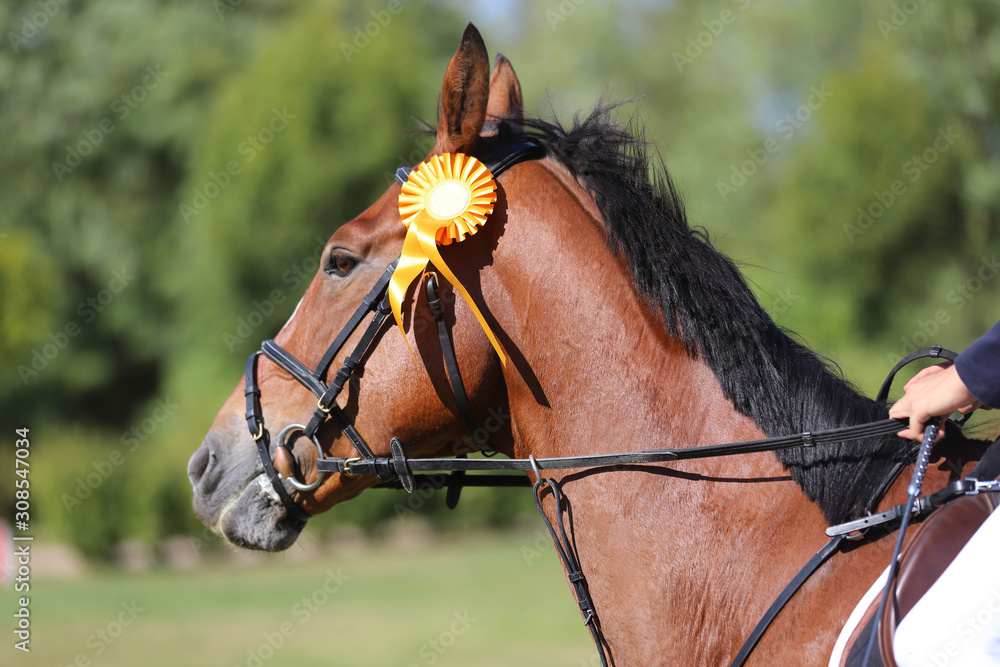 Obraz premium Proud rider wearing badges on the winner horse after competitions