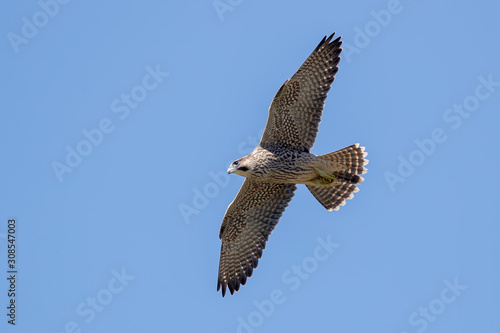 Peregrine Falcon Flying © Simon Stobart