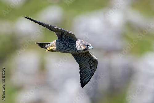 Peregrine Falcon Flying © Simon Stobart