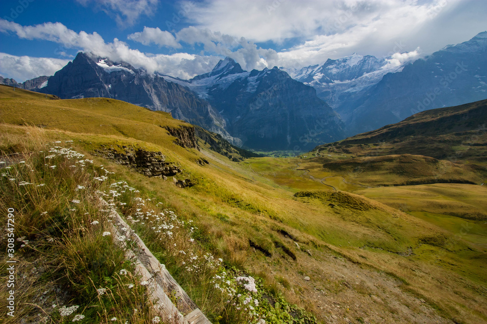 A view overlook the valley with wild flowers along the hiking trail in First, Grindelwald, Switzerland.
