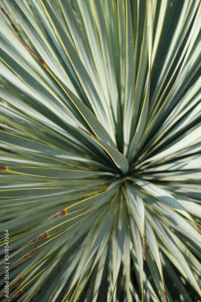 Fototapeta premium Internal detail of the plant named yucca, aqua menthe color.