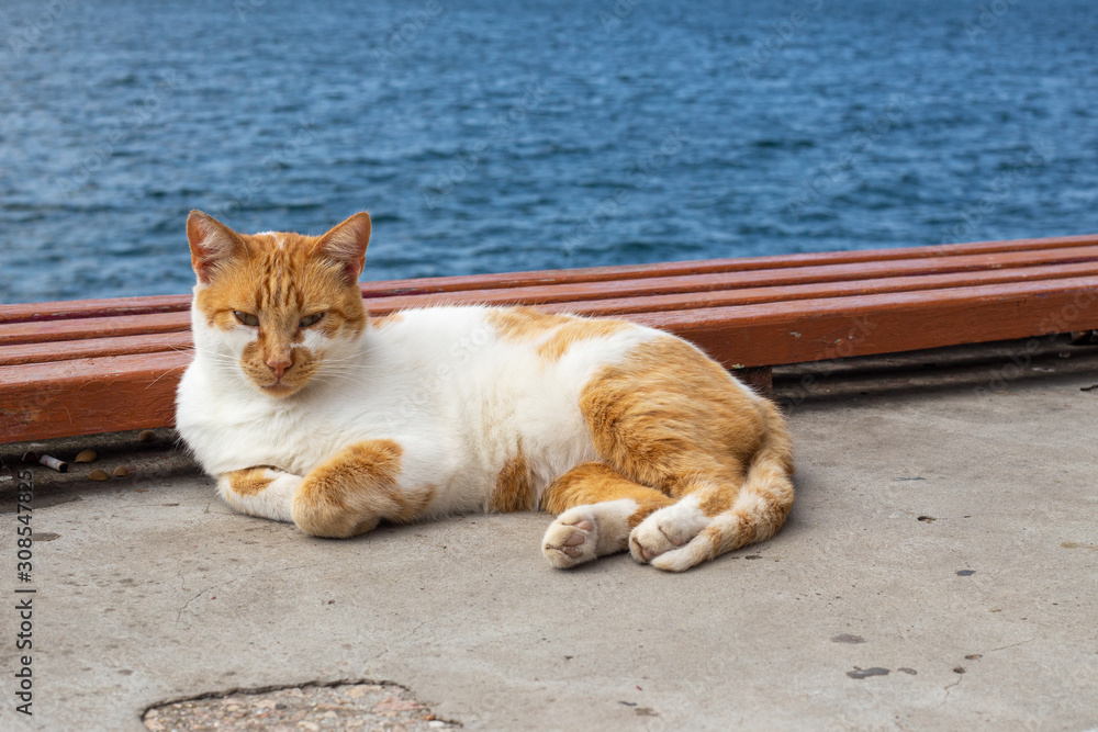 Fototapeta premium funny red-white cat lies basking in the sun