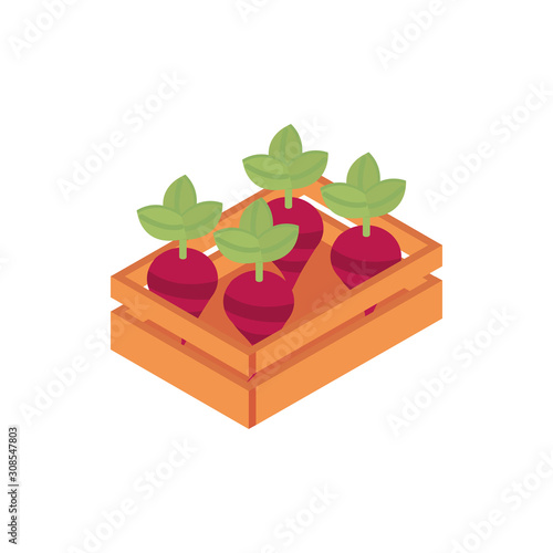 farm beets in box harvest agriculture isometric icon