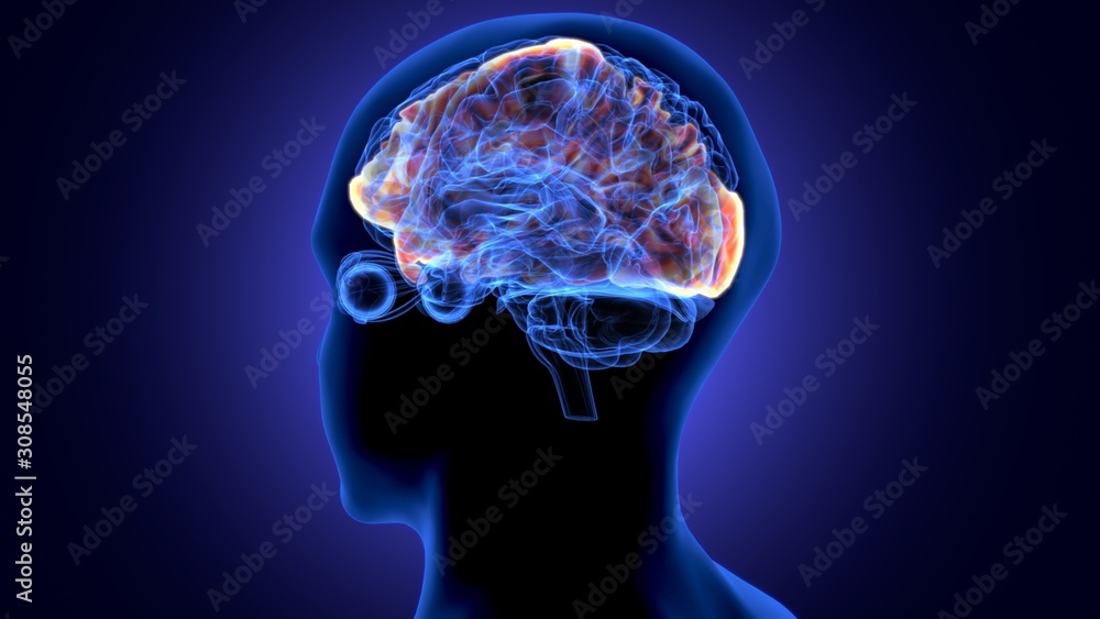 3d render of human body brain anatomy 3d render of human body brain anatomy