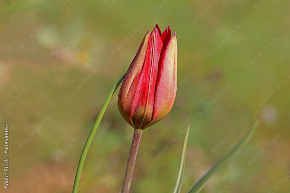 Manisa tulip (Tulipa orphanidea)
