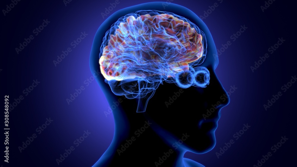 3d render of human body brain anatomy 3d render of human body brain anatomy