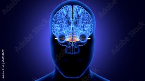 3d render of human body brain anatomy