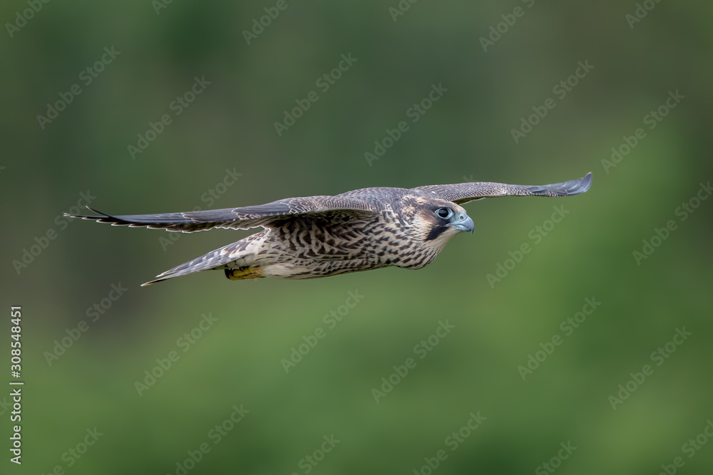 Obraz premium Peregrine Falcon Flying