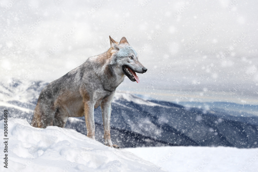 Obraz premium Wolf in a snow on winter background