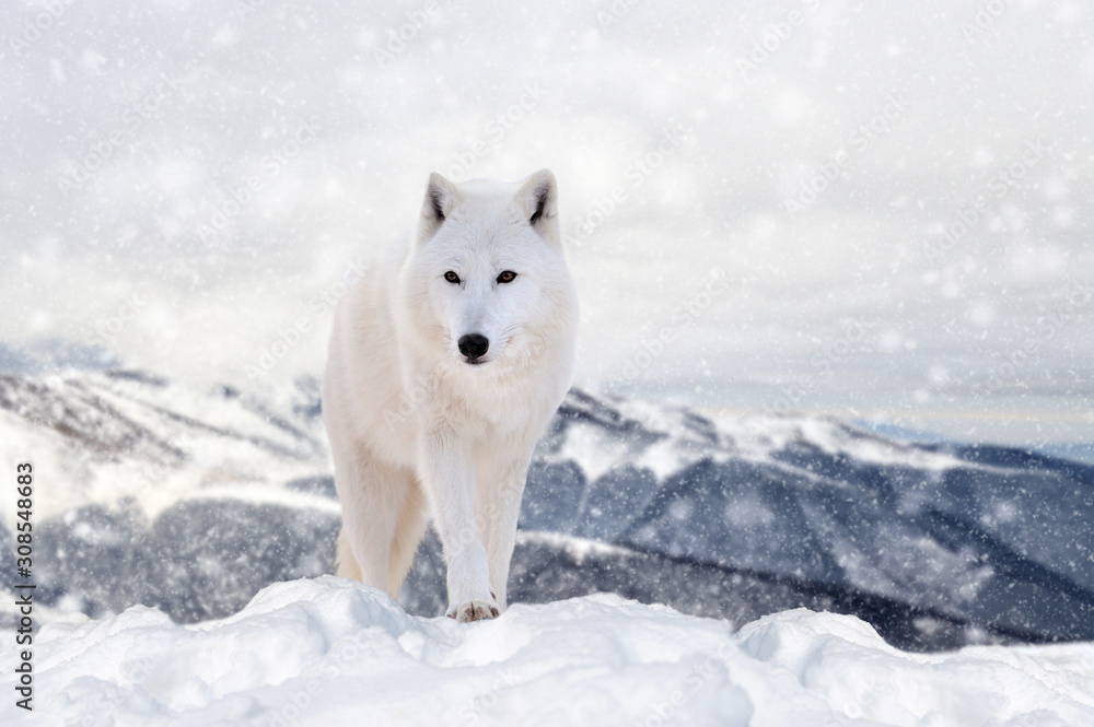 Wolf in a snow on winter background Wolf in a snow on winter background