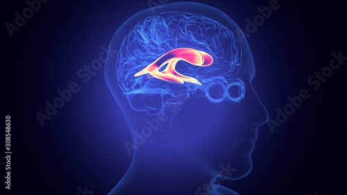 3d rendered medically accurate illustration of the brain anatomy - the lateral ventricle