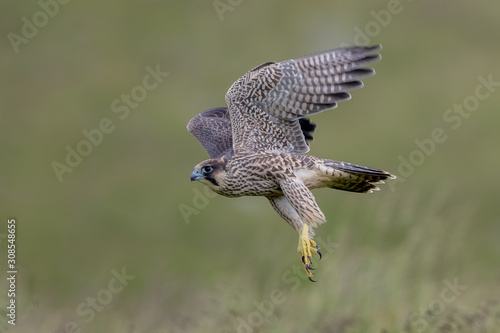 Peregrine Falcon Flying