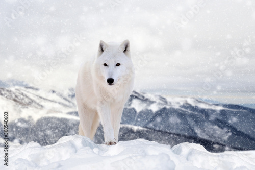 Wolf in a snow on winter background