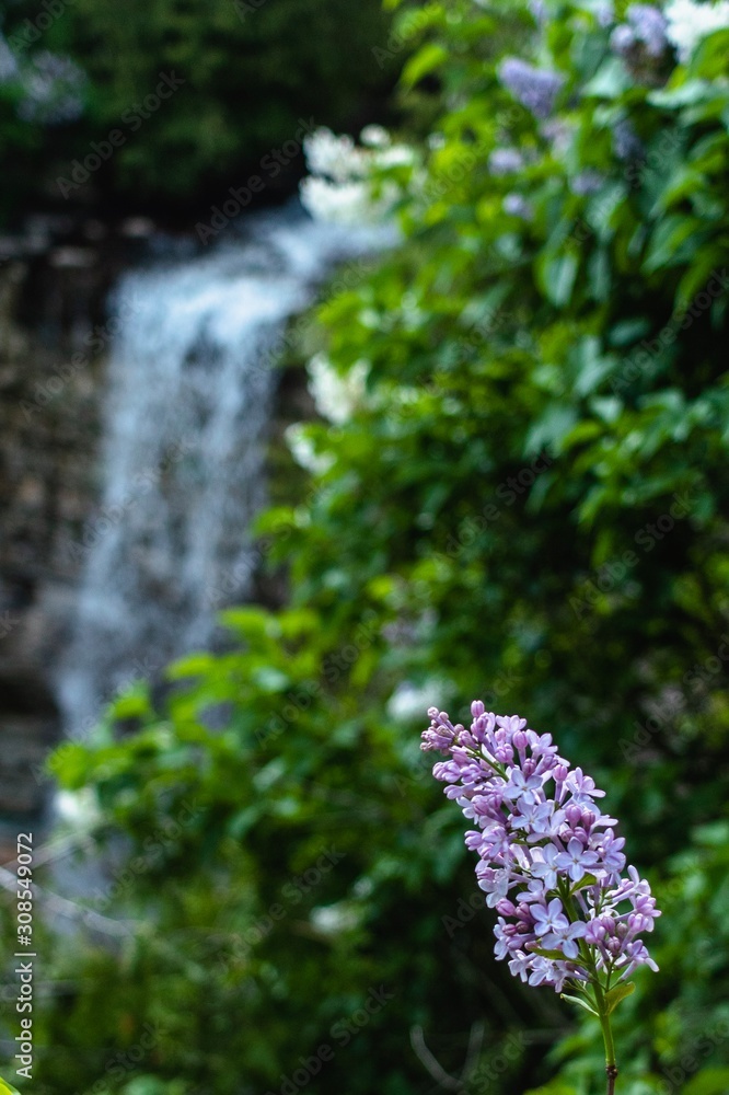 Lilacs and waterfall