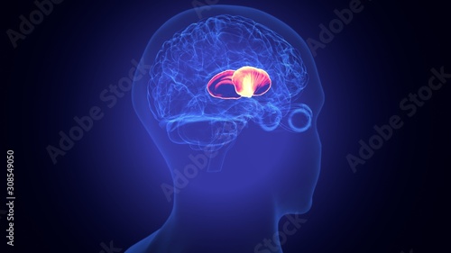 3d rendered medically accurate illustration of the brain anatomy - the thalamus photo
