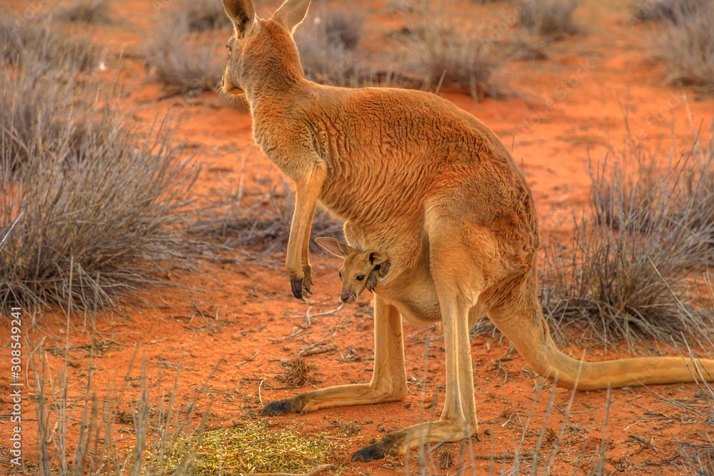Side view of red kangaroo (Macropus rufus) with joey in its pouch