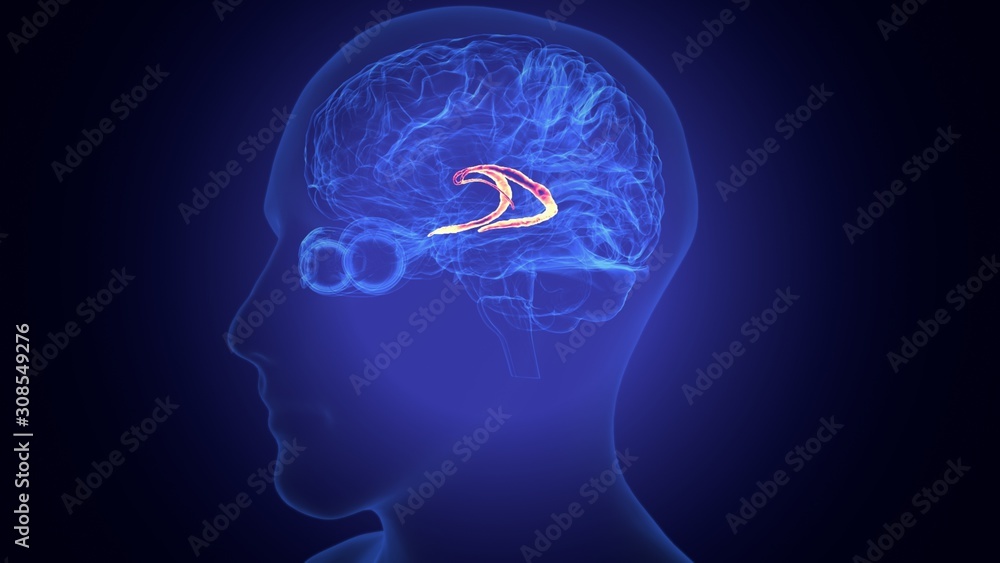 3d rendered medically accurate illustration of the brain anatomy - the caudate nucleus 3d rendered medically accurate illustration of the brain anatomy - the caudate nucleus