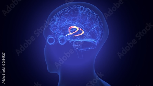 3d rendered medically accurate illustration of the brain anatomy - the caudate nucleus