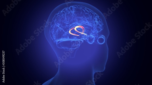 3d rendered medically accurate illustration of the brain anatomy - the caudate nucleus