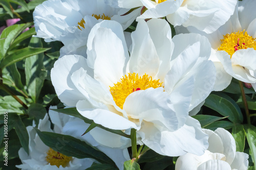 Beautiful white peonies in the garden